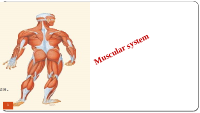 muscular system.pptx